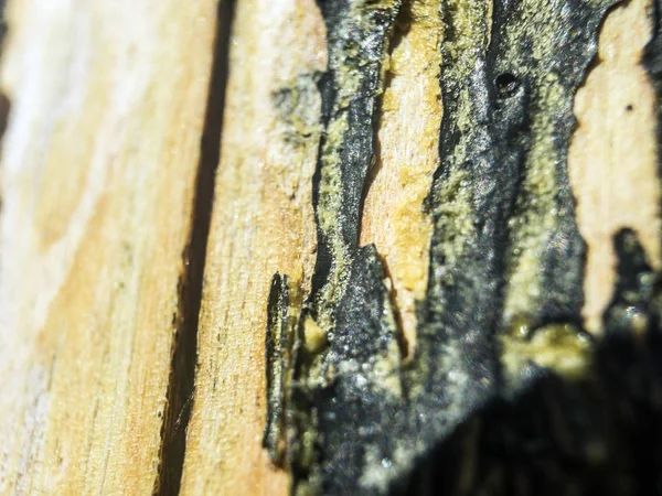 hacimsel doku nesneleri