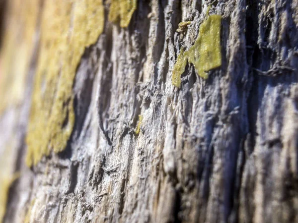 hacimsel doku nesneleri