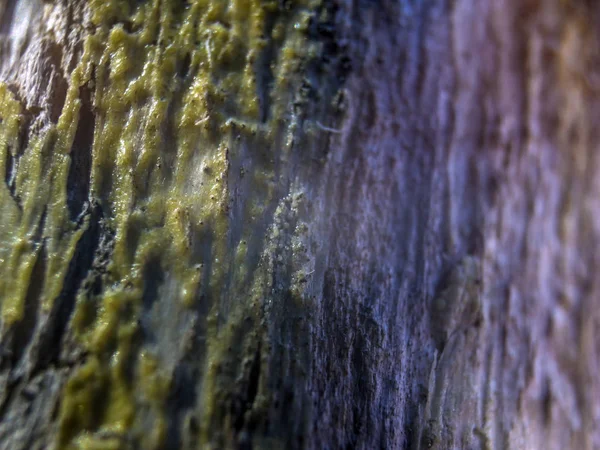 hacimsel doku nesneleri