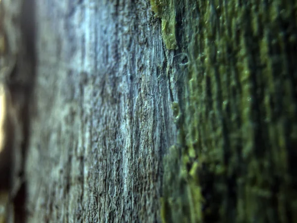 hacimsel doku nesneleri