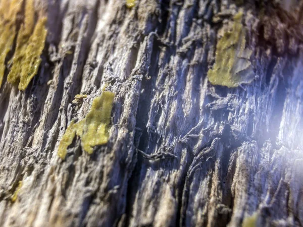 hacimsel doku nesneleri