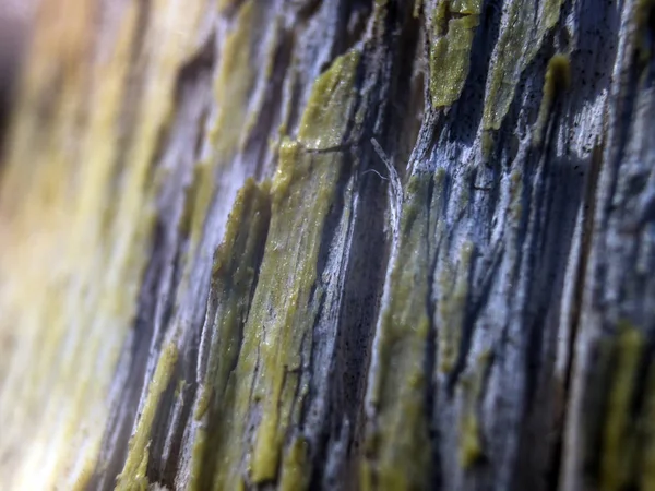 hacimsel doku nesneleri