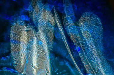 Gliserin ve su ile deneyler