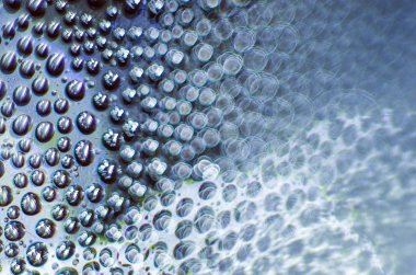 Gliserin ve su ile deneyler