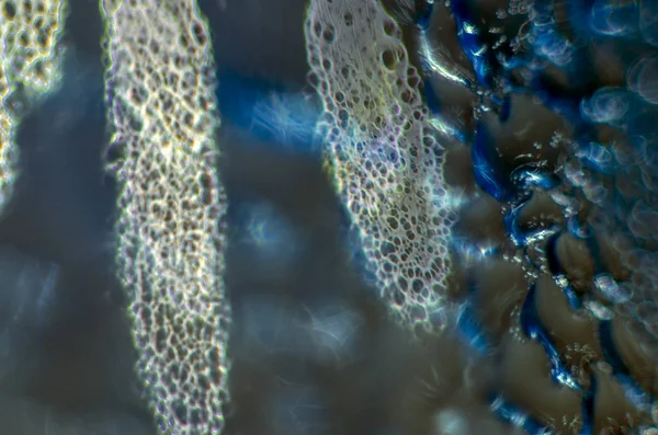 Gliserin ve su ile deneyler