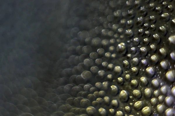 Gliserin ve su ile deneyler