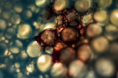 Gliserin ve su ile deneyler