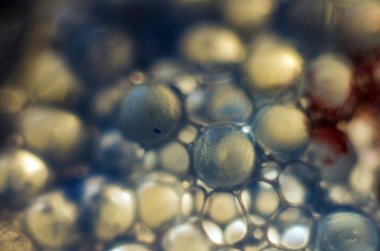 Gliserin ve su ile deneyler