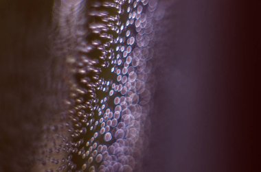 Gliserin ve su ile deneyler