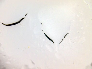 Gliserin ve su ile deneyler