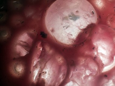 Gliserin ve su ile deneyler