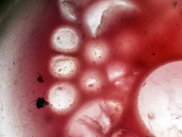 Gliserin ve su ile deneyler