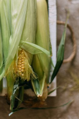 masada çiğ mısır