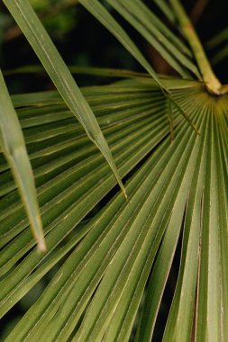 Yeşil doku flora arka plan