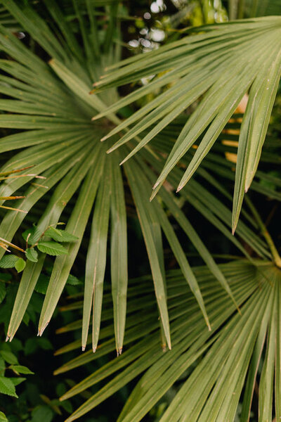 Green texture flora background