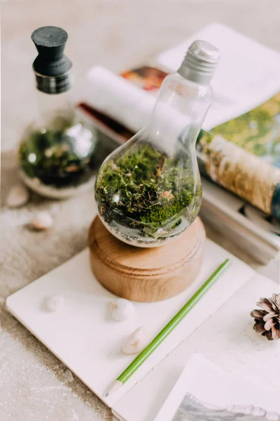 Florarium Interior — Foto de Stock