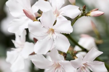 Bahçede Beyaz Zakkum çiçek