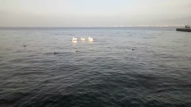 Grupo Pelícanos Sobre Agua Azul Del Mar Amanecer Izmir Turquía — Vídeo de stock