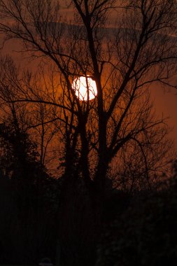 Gökyüzünde siyah ağaçlar ile gün batımı - fotoğraf