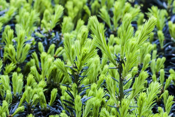 Folhas Verdes Pinheiro Fotografia — Fotografia de Stock