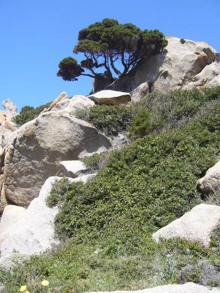 Granito Con Vegetación Mediterránea Capo Testa Santa Teresa Gallura Italia — Foto de Stock