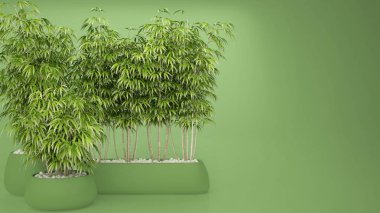 Boş iç saksı bambu, doğal iç tasarım konsepti, kopya alanı ile yeşil fikir ile renkli