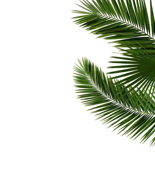 Folhas de palmeira close-up isolado no fundo branco, modelo de conceito de natureza mock-up — Fotografia de Stock