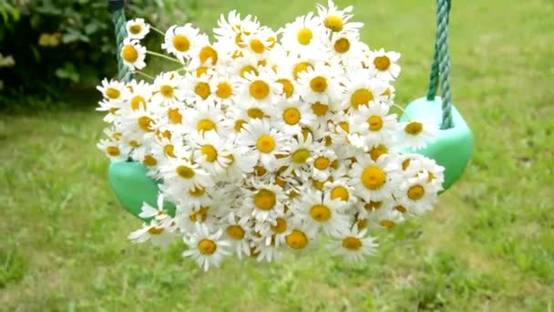 Bouquet Camomilles Gît Sur Une Balançoire Oscille Avant Arrière — Video