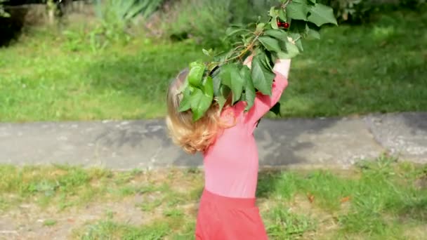 从树枝上吃红樱桃的女孩 — 图库视频影像