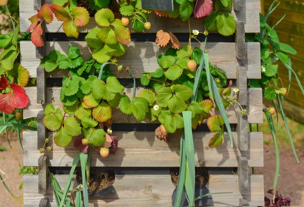 Erdbeeren Hängen Hochbeet Sommersaison — Stockfoto