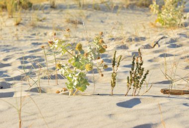 Barb eryngium okyanus Atlantik yakınındaki kum tepeleri üzerinde