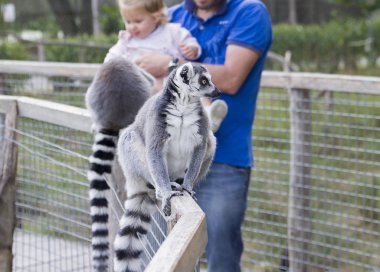 Baba ve kızı ile kabarık lemurlar oynarken