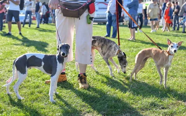 Woman walking on a leash of three dogs