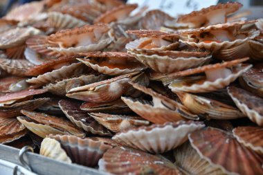 Dieppe Fransa 'daki deniz ürünleri pazarında taze Fransız deniz tarakları.