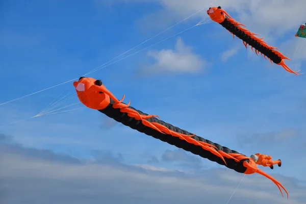 Lagarta Voadora Pipa Voando Contra Céu Praia Oceano Atlântico — Fotografia de Stock