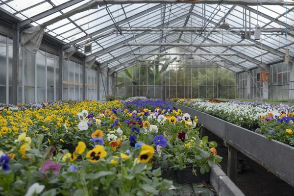 Cultivando Flores Diferentes Colores Invernadero — Foto de Stock