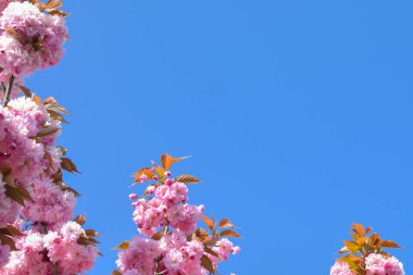 Bahar pembe kiraz çiçekleri çiçek