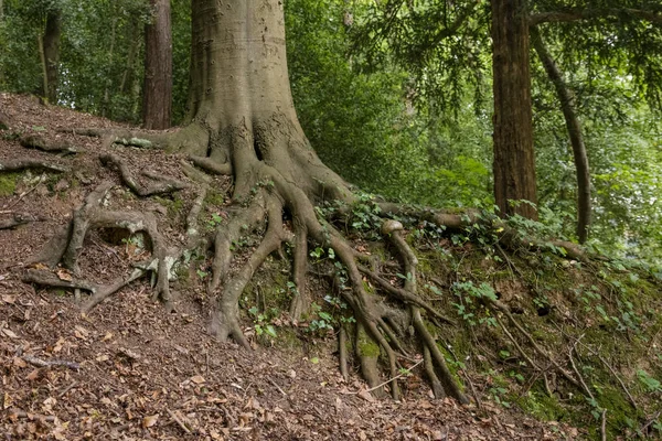 Velký Strom Kořenový Ivy Lese — Stock fotografie