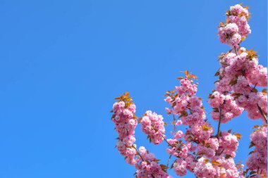 Bahar pembe kiraz çiçekleri çiçek Sakura Sezon