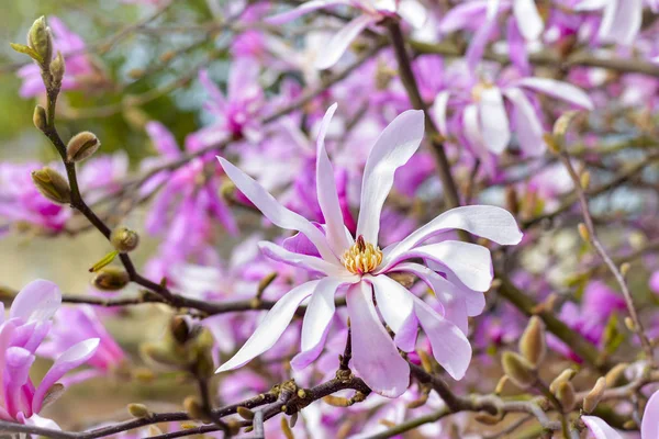 Jarní růžové květy magnolie strom — Stock fotografie