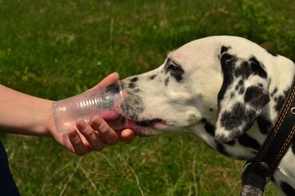 Dalmatians drink water in the park from a plastic glass — Stock Photo, Image