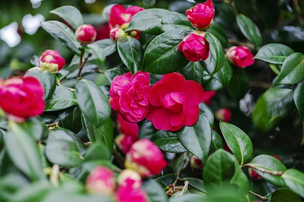 Růžová kvetoucí Camellia květiny a pupeny ve Francii — Stock fotografie