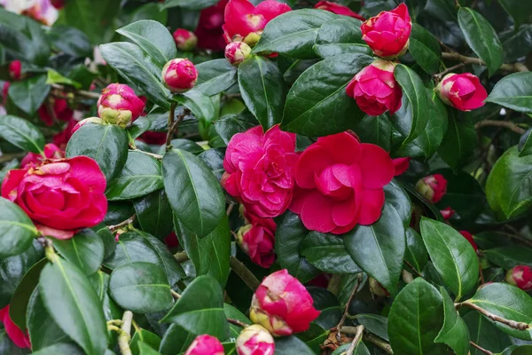 Růžová kvetoucí Camellia květiny a pupeny ve Francii — Stock fotografie