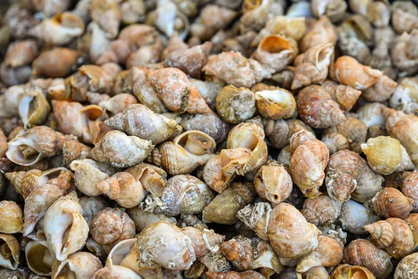 French whelks bulot at the market of Dieppe in France — Stock Photo, Image