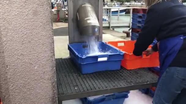 Mujer trabaja vertiendo hielo en cajas para almacenar mariscos — Vídeos de Stock