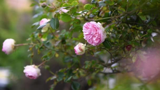 Krásná anglická růže Davida Austina. Léto v zahradě. — Stock video