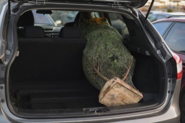 Arabanın bagajında paketlenmiş Noel ağacı.