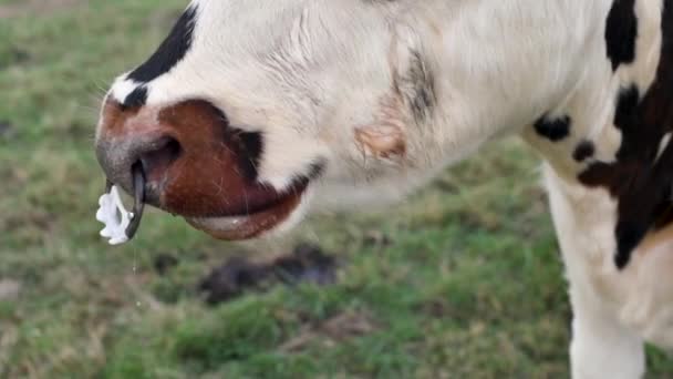 Пятнистая Корова Проколотым Носом Жует Траву Нормандии Франция — стоковое видео