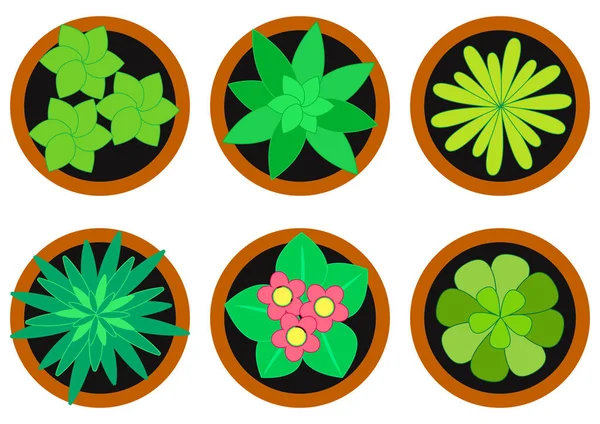 Φυτά Εσωτερικού Χώρου Γλάστρες Κάτοψη Εσωτερική Λουλούδια Εικονογράφηση Διάνυσμα — Διανυσματικό Αρχείο
