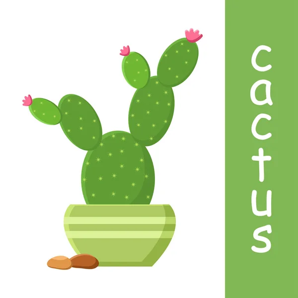 Cacto Maceta Con Guijarros Cactus Floreciente Ilustración Vectorial — Archivo Imágenes Vectoriales